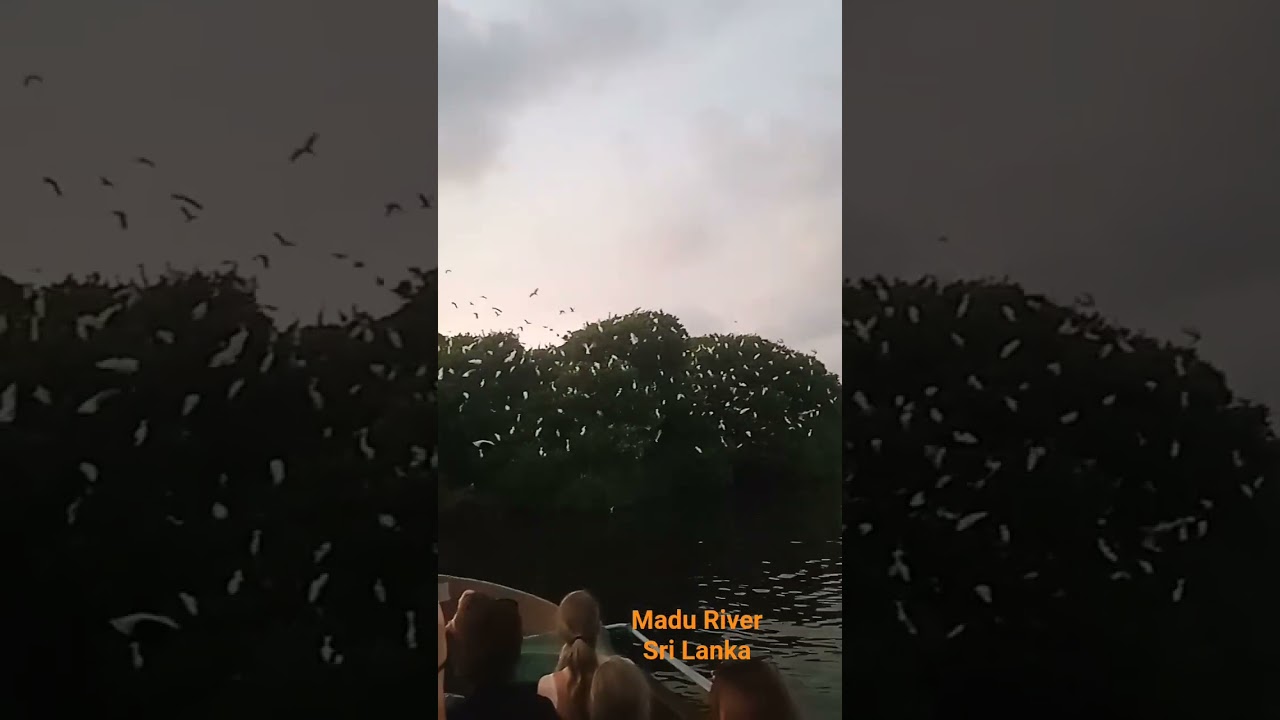 Thousands of birds gathering into their nests in the late evening, in Madu river Sri Lanka.