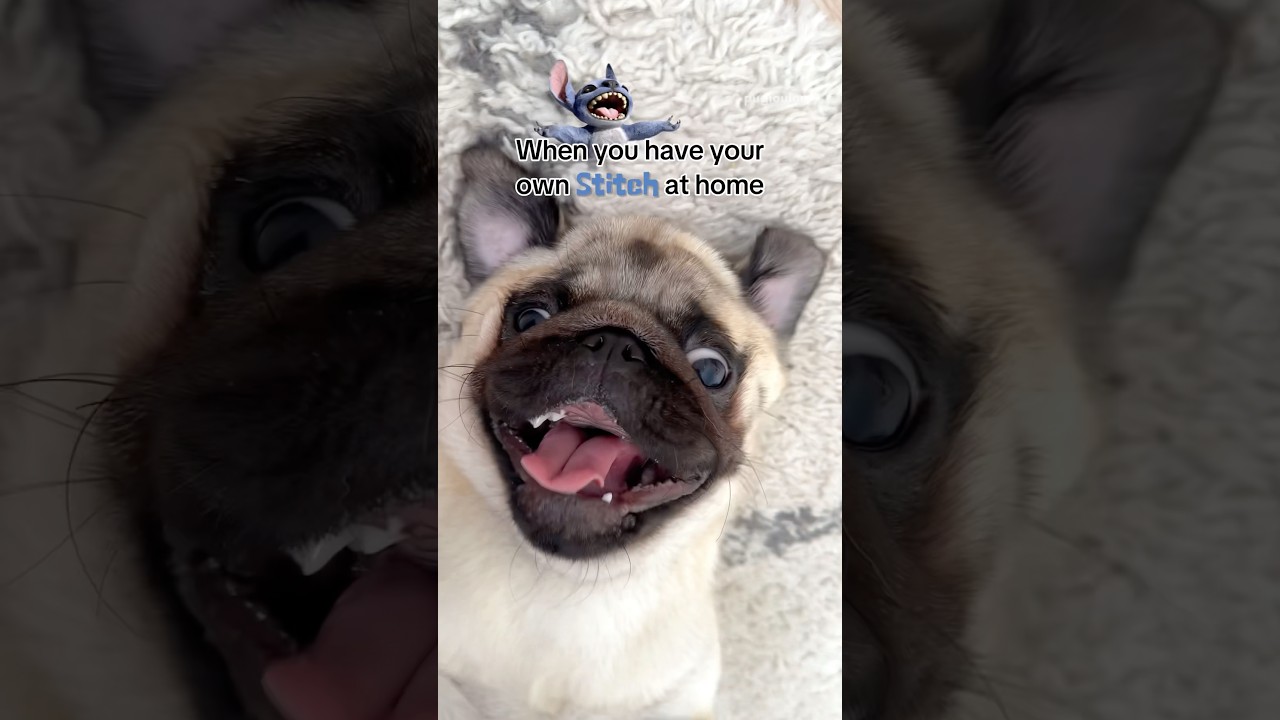 My PUG is my very own live action STITCH! 🤪💙 #pug #dog #funny