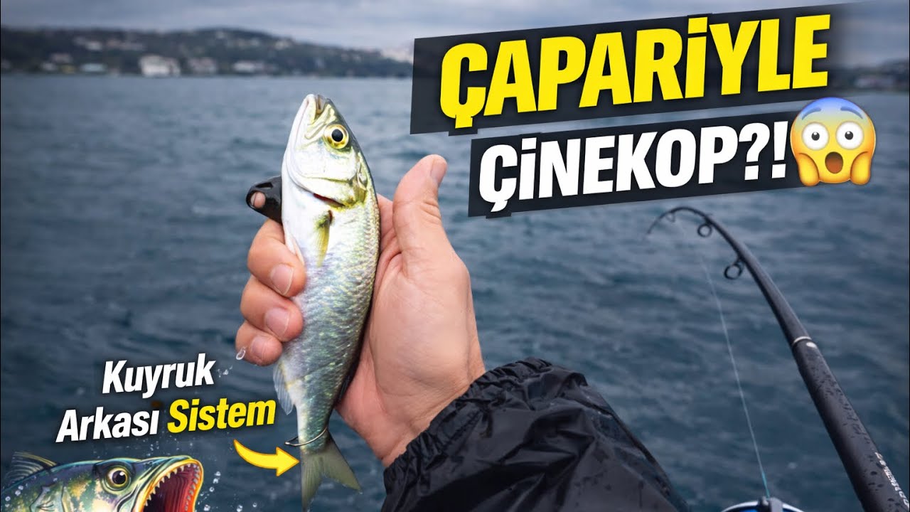 Çapari Altına Dişli Vurdu! 😳 Kuyruk Arkası Sistem (Nasıl Yapılır?)