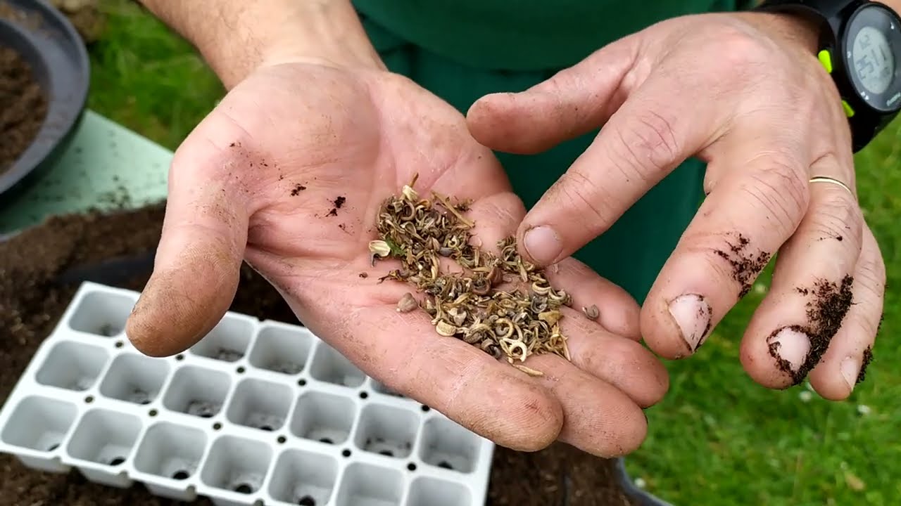 semis de soucis: fleurs comestibles,médicinales, mellifères .Comment fleurir son potager à pas cher