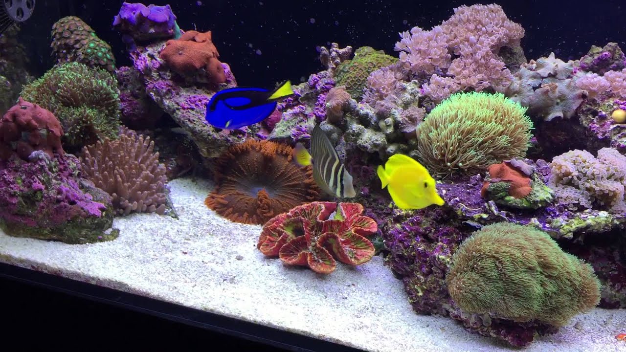 80 Gallon Nuvo Reef Tank