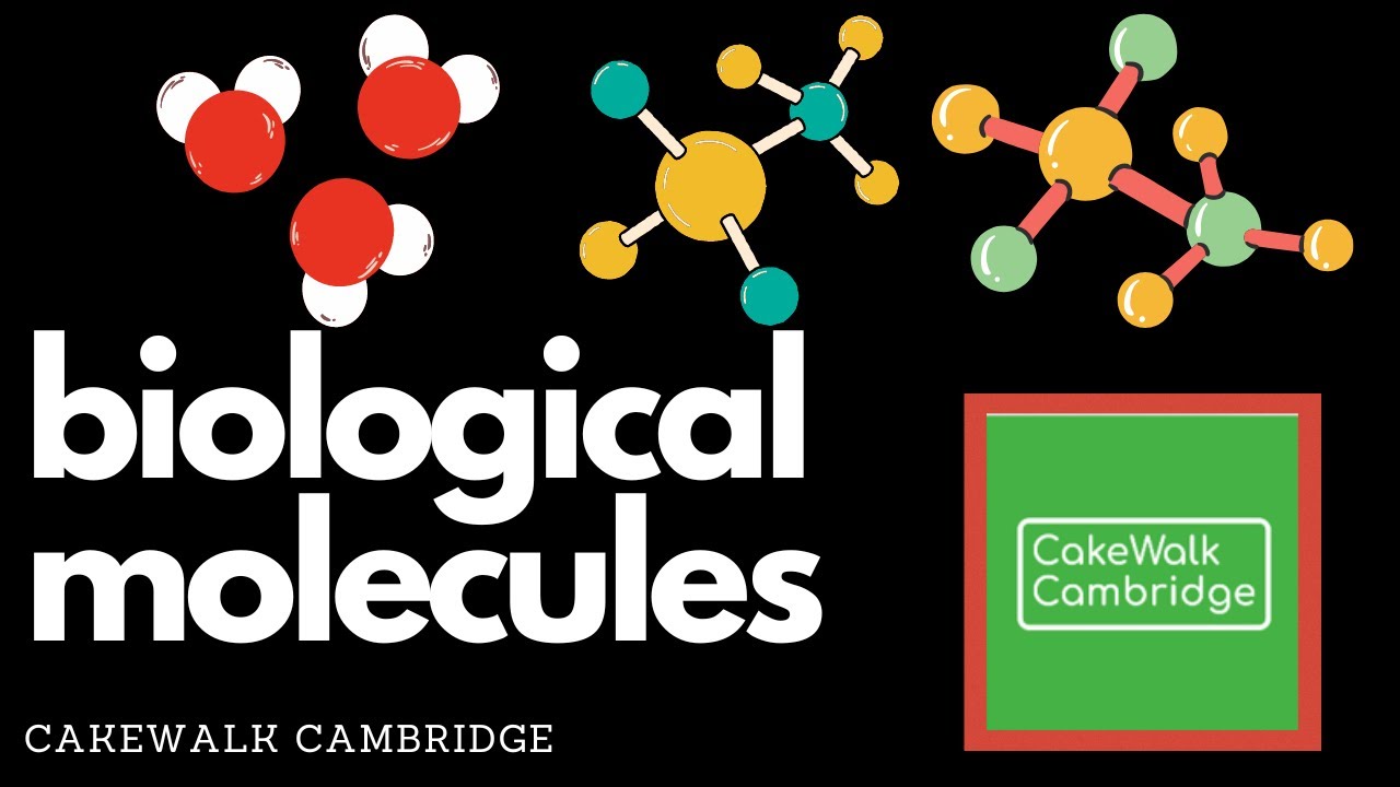 IGCSE Biology 4 - Biological Molecules | CakeWalk Cambridge
