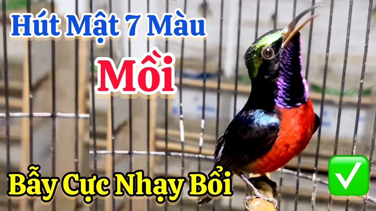 Chim Hút Mật 7 Màu Mồi Hót Múa Dụ Bổi Cực Nhạy. Âm Thanh Đấu Bổi Dụ Bổi Về Nhanh Mp3