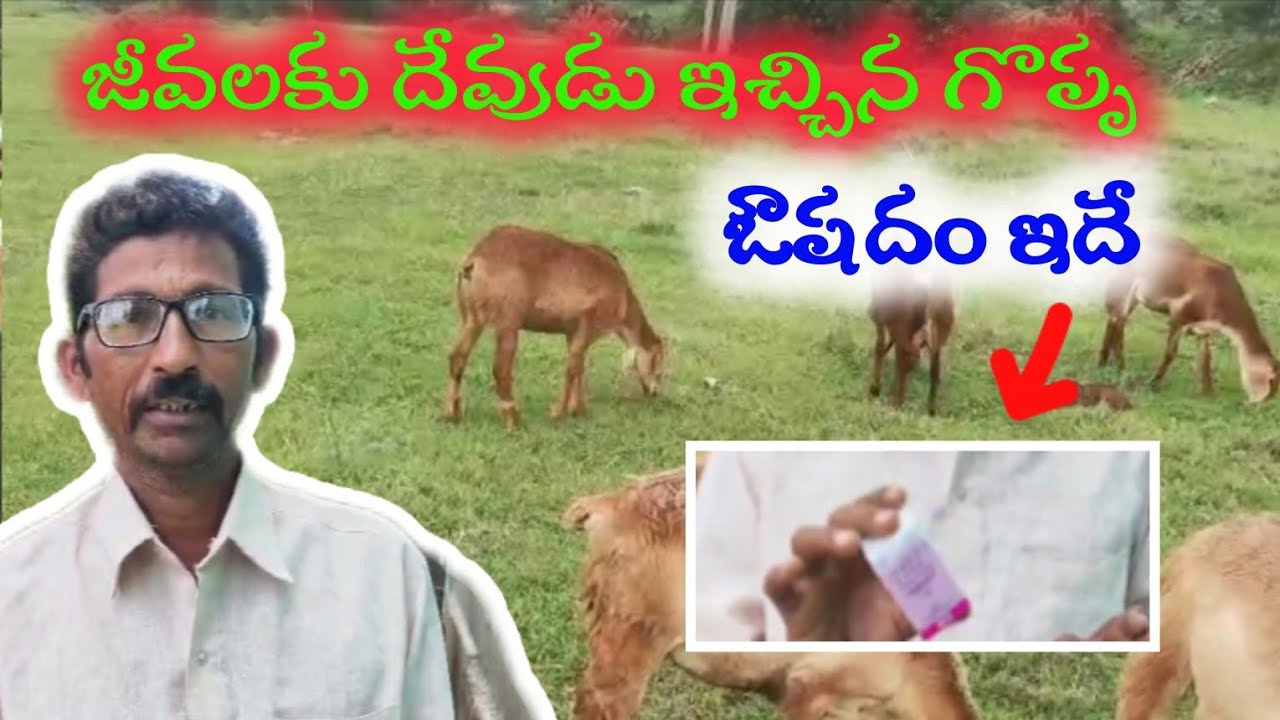 Very important medicine for sheeps&goats#ayushmantrafarming #sheepfarming #asmr #jaijawanjaikisan 