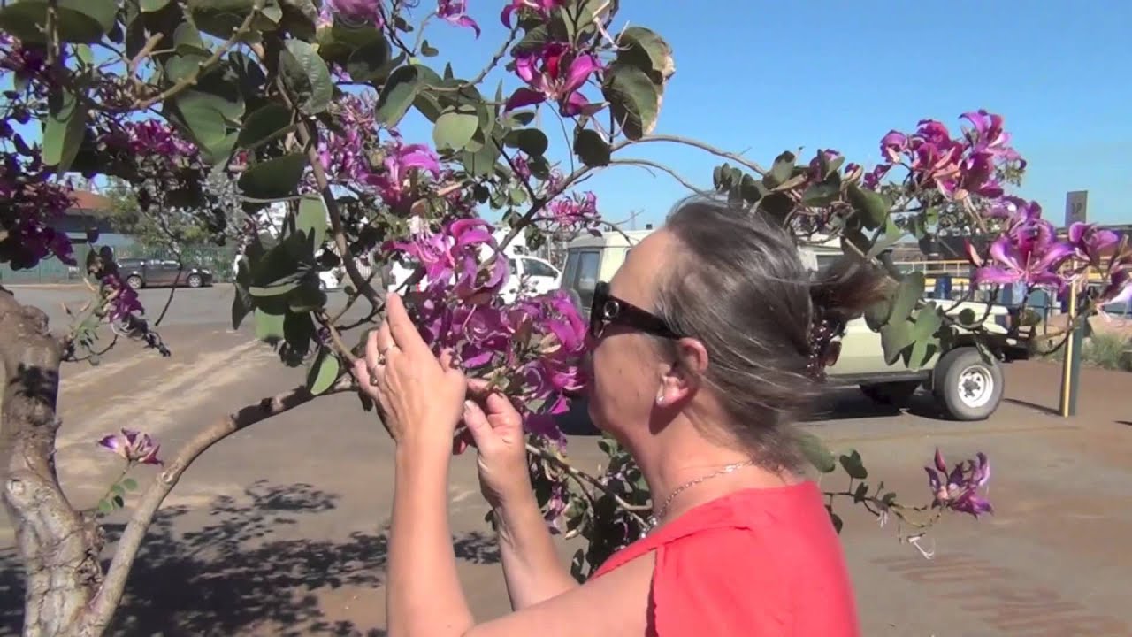 274. Kopalnie i pociagi drogowe, Port Hedland