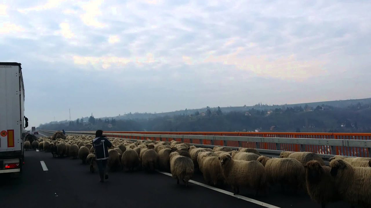 Stado ovaca prelazi most na Dunavu kod Beske