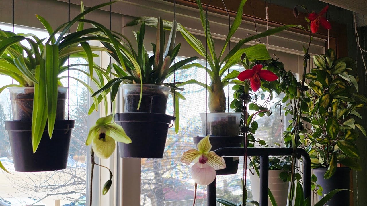 Sophie's Garden 3月初开花的兜兰