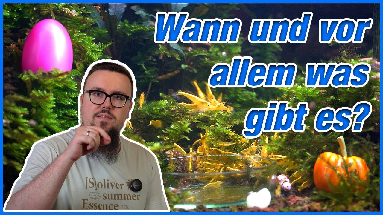 Wie füttere ich Garnelen?  20 Jahre Erfahrung