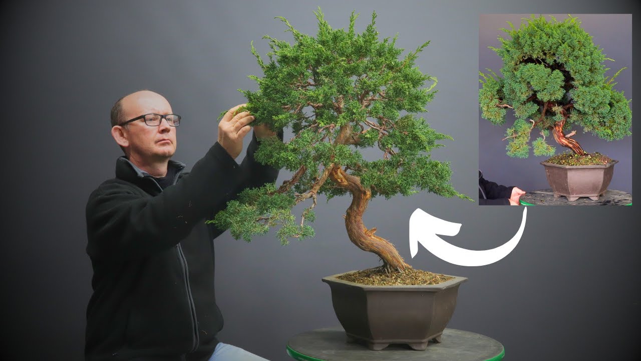 Makeover of a Shimpaku juniper bonsai