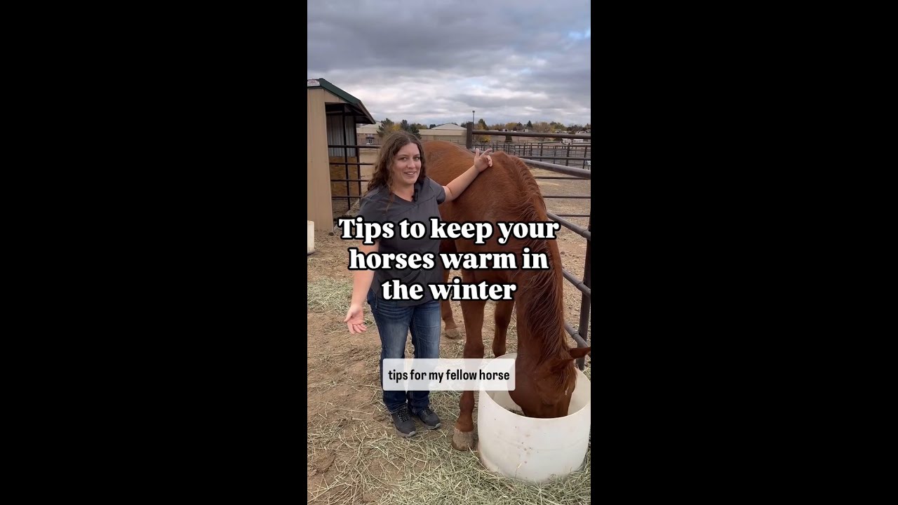 Winter Horse Tips