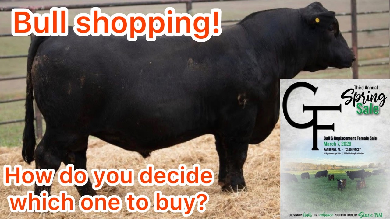 В магазине Gibbs Farms в Ранберне, штат Алабама, вы обязательно найдете подходящего быка.