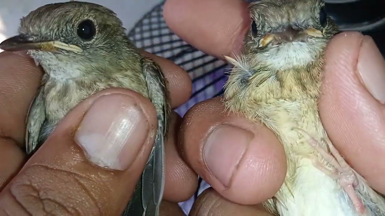 ciri ciri srdc jantan dan betina trotolan/lolohan lokal jatim