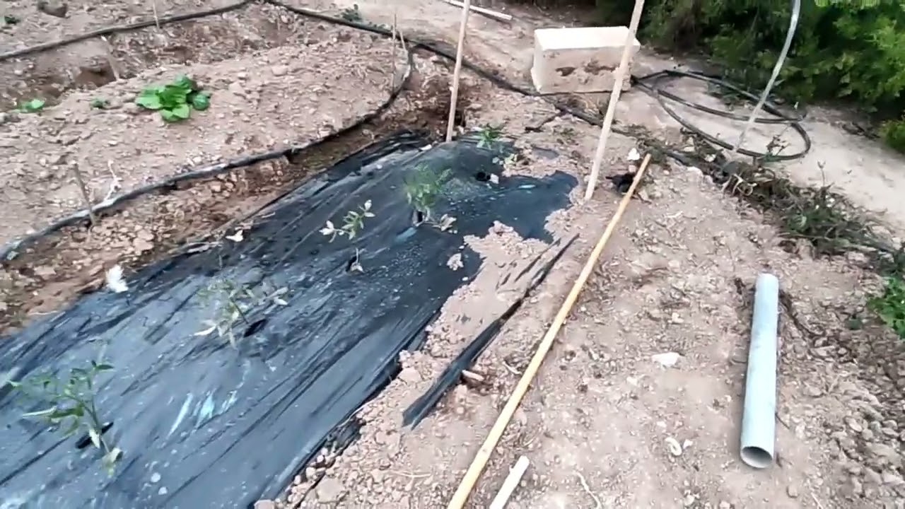 Entutorado de tomate al aire libre (a nuestra manera)