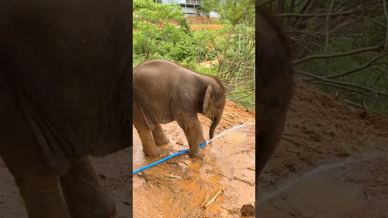 An adorable baby elephant wants to drink from water pipe 😊 