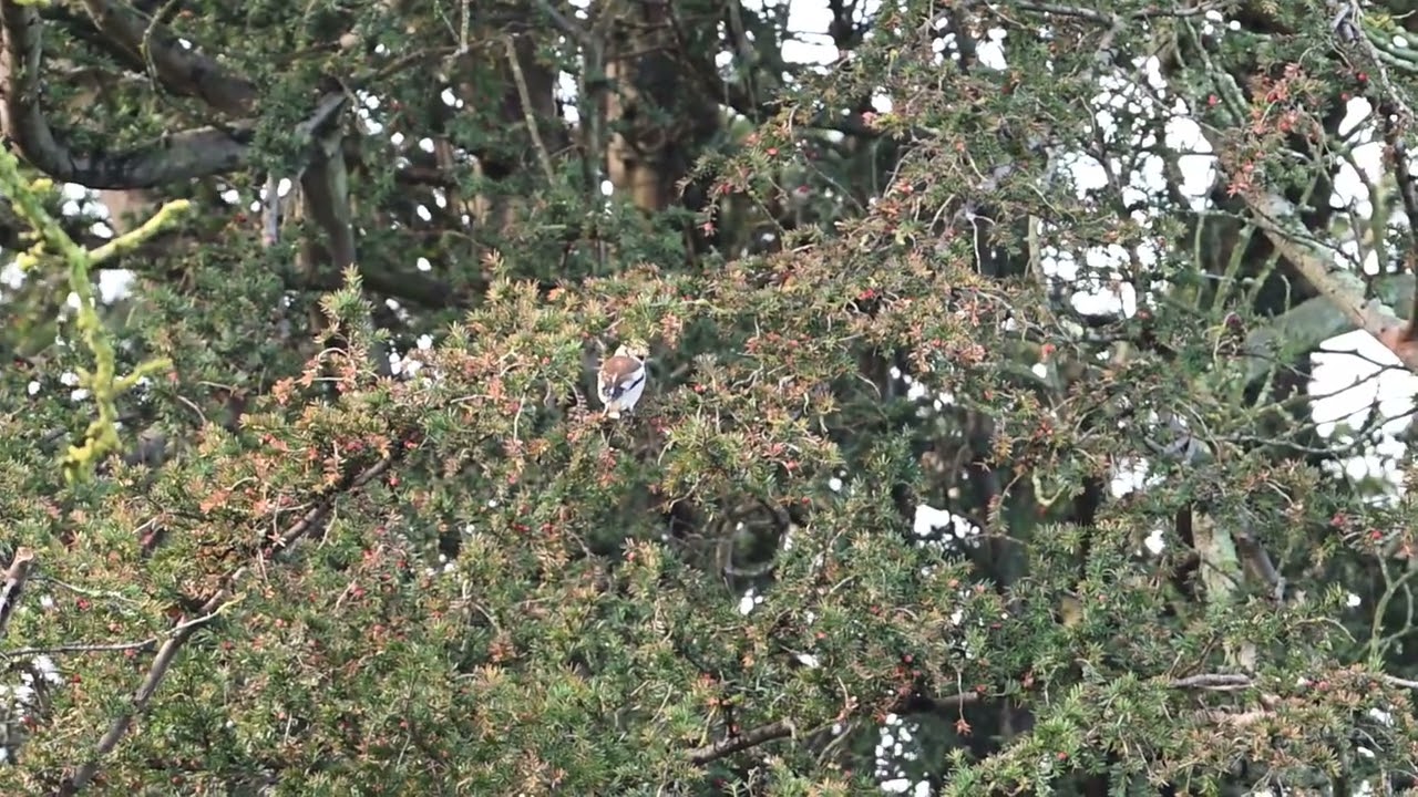 Hawfinch #birds #wildlife #nature #birdwatching #birdphotography