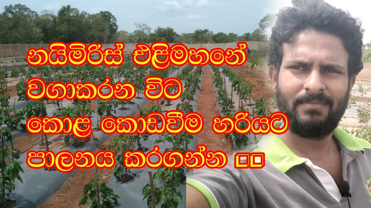 නයිමිරිස් එළිමහනේ වගාකරන විට කොළ කොඩවීම හරියට පාලනය කරගන්න...