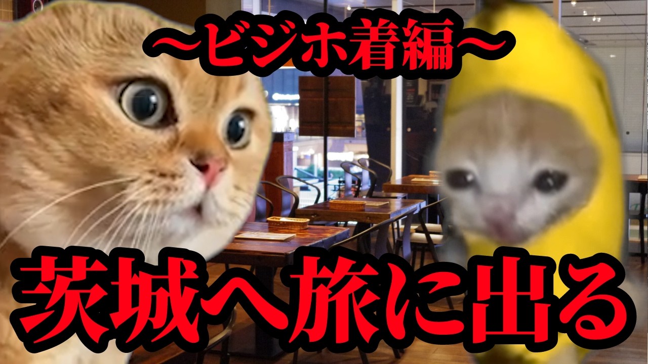 茨城へ旅に出る我が家　〜ビジホ着編〜 #猫マニ #猫ミーム