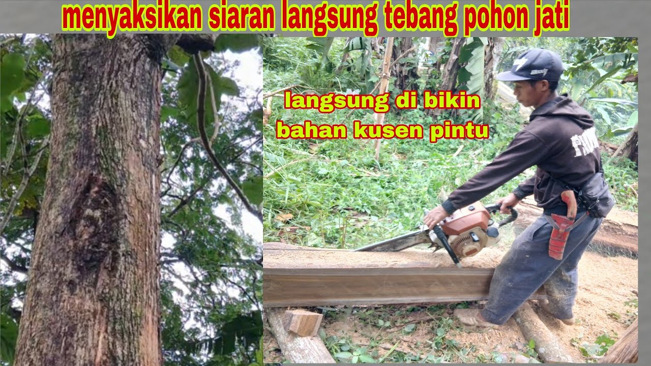 MENYAKSIKAN SIARAN LANGSUNG TEBANG POHON JATI LANGSUNG DI BIKIN BAHAN KUSEN PINTU