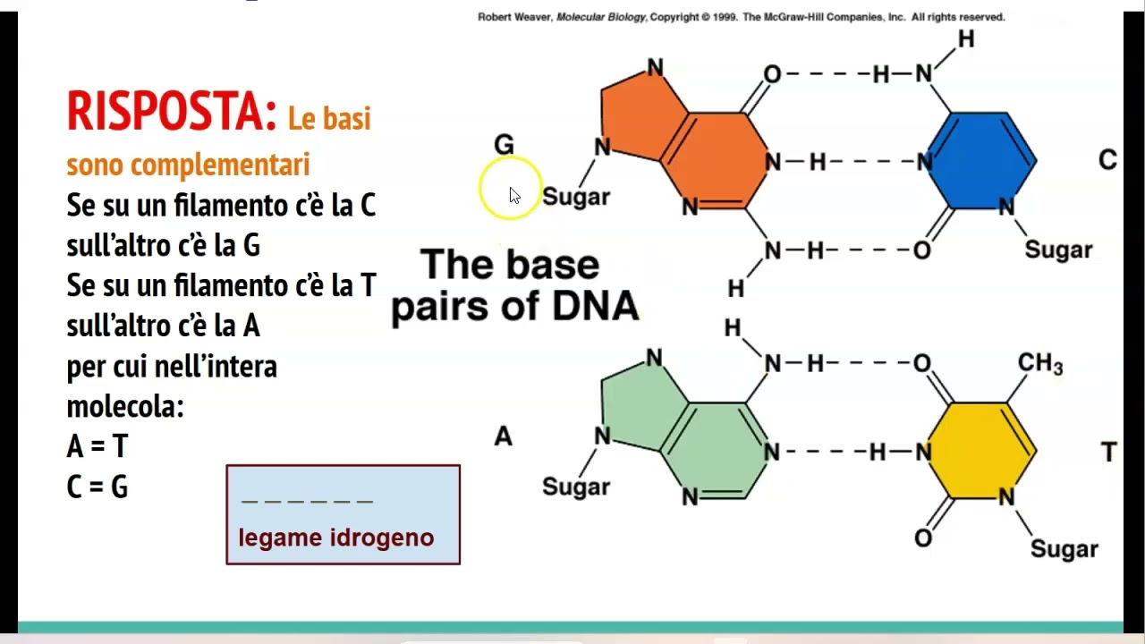 La struttura del DNA 2 - filamenti complementari e antiparalleli