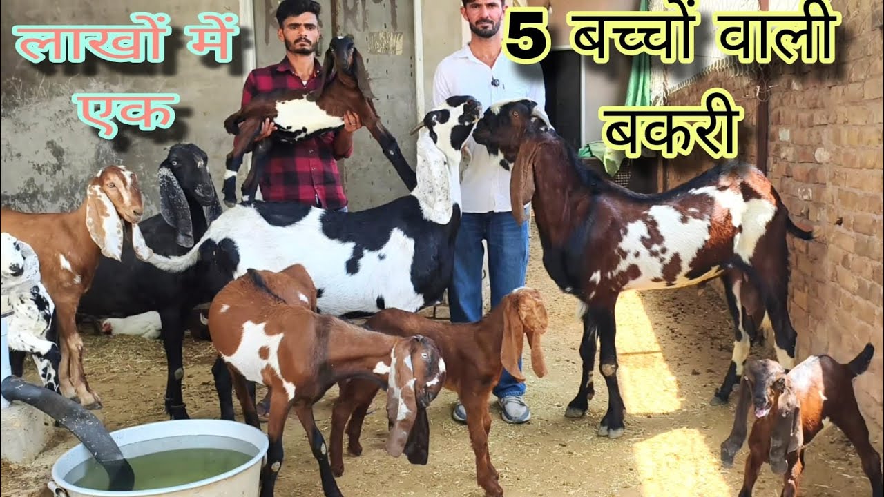 पांच बच्चों वाली पंजाबी बकरी और असली नस्ल में beetal goat sale