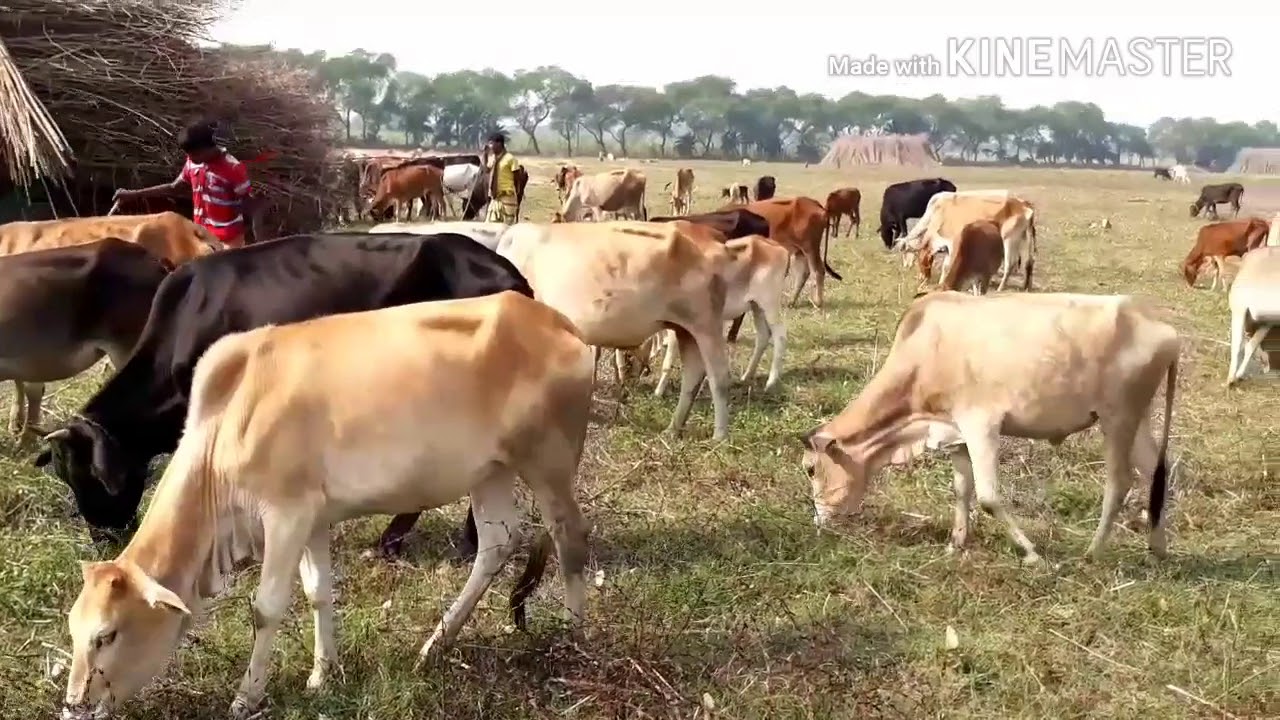 Cows graze in a field / BD Village Life