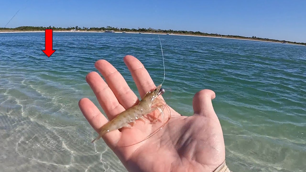 Beach Fishing with LIVE Shrimp in Crystal Clear Water! *Crazy Action*