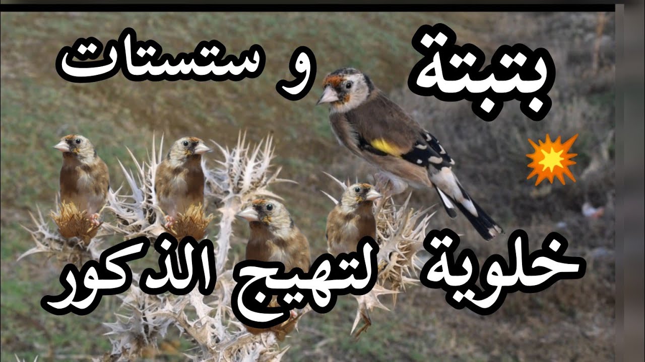 بتبتة الحسون أسطورية في تحفيز الذكور على الغناء بتبتة فتاكة لتهييج وتحفيز الحسون على التغريد