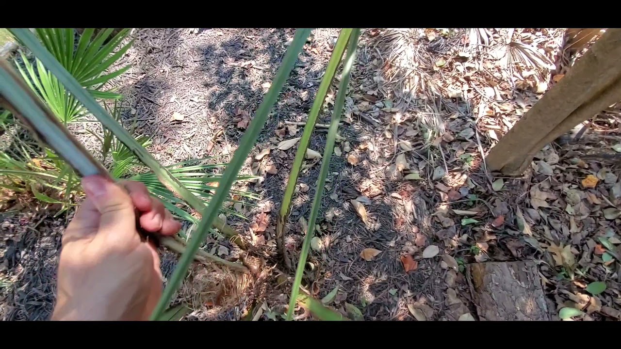 Palm Problems
