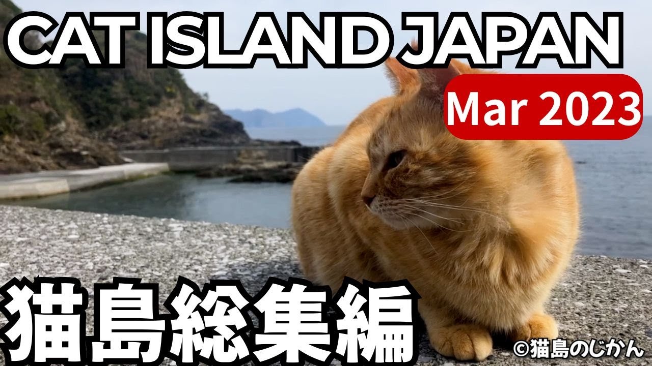 Mar.2023 CAT ISLAND JAPAN COMPILATION|2023年3月に出会った猫島の猫たち