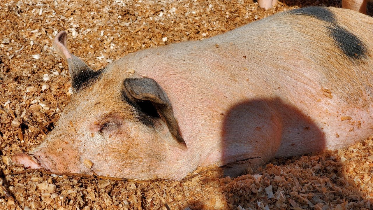 We hit the jackpot( unlimited shavings) and Our pigs have swine lice, challenges of farming.