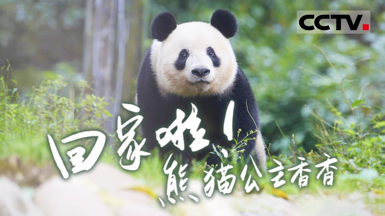 【ENG】《回家啦！熊猫公主香香》旅日大熊猫“香香”的独家跟拍！记录