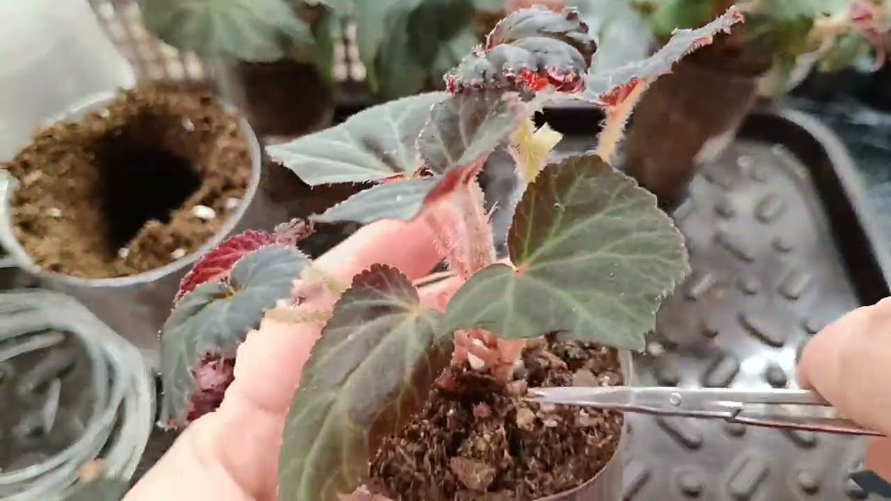 🌸От теории к практике 🌸Пересадка бегонии. Заглубление междоузлий. 🌸