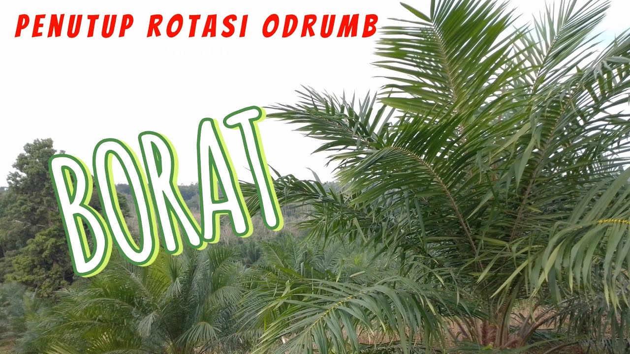 pupuk mikro : BORAT