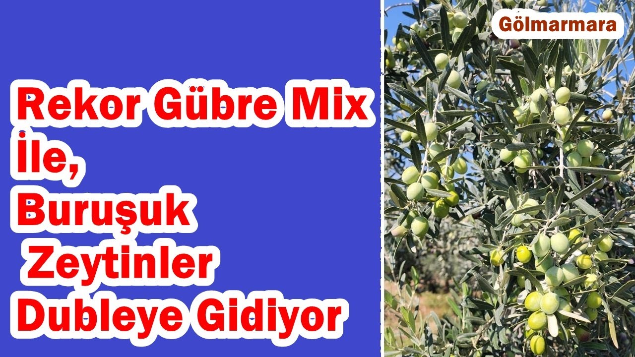 Zeytinde Yaprak Gübrelemesi İle İrilik Ve Sürgün Elde Etmek - Sıcaklık Stresini Azaltmak