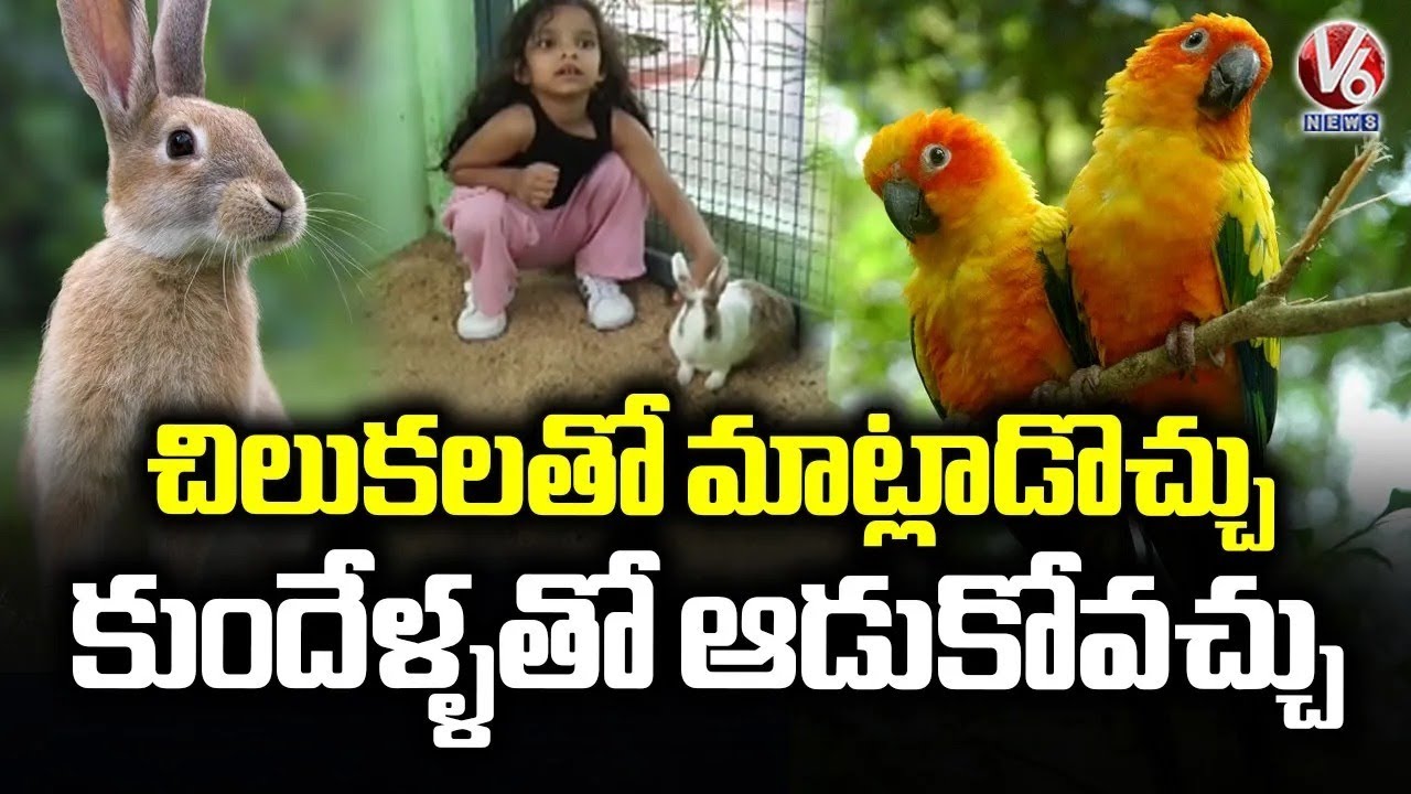Kacche Raaste  Annaram Ecological Park, Haven Where We Can Interact With Animals And Birds | V6 News