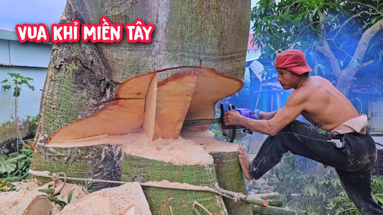 Vua khỉ cưa hạ gốc cây Gòn khủng với cách mở miệng vô cùng lạ (Phần 4/4).