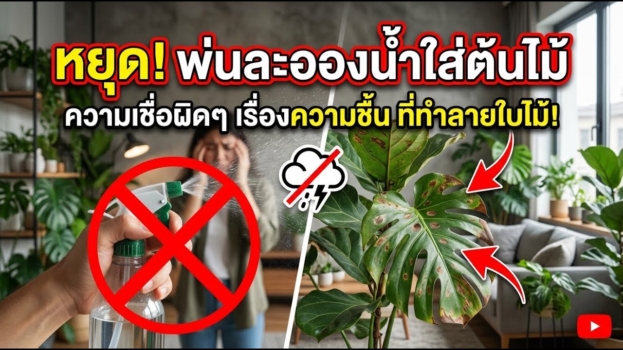 หยุดพ่นละอองให้ต้นไม้! ความเข้าใจผิดเรื่องความชื้น