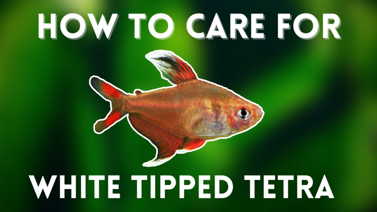 White Tipped Tetra Care Guide - Care, Feeding, Tank Mate and more!!! - Hyphessobrycon bentosi care