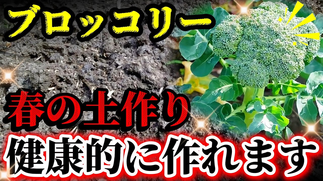 【ブロッコリー】春の土作りはここを意識してやって下さい！！病害虫に強くするには〇〇が重要です！！