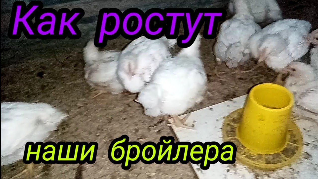 Как ростут наши бройлера, гусята и крольчата! #кобб500#айборайкрес#гуси#кролики