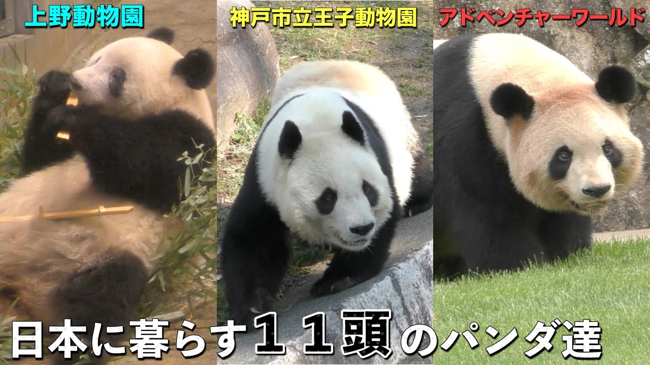 【日本のパンダ】日本のジャイアントパンダ達〜上野動物園・アドベンチャーワールド・王子動物園のパンダを全て紹介〜