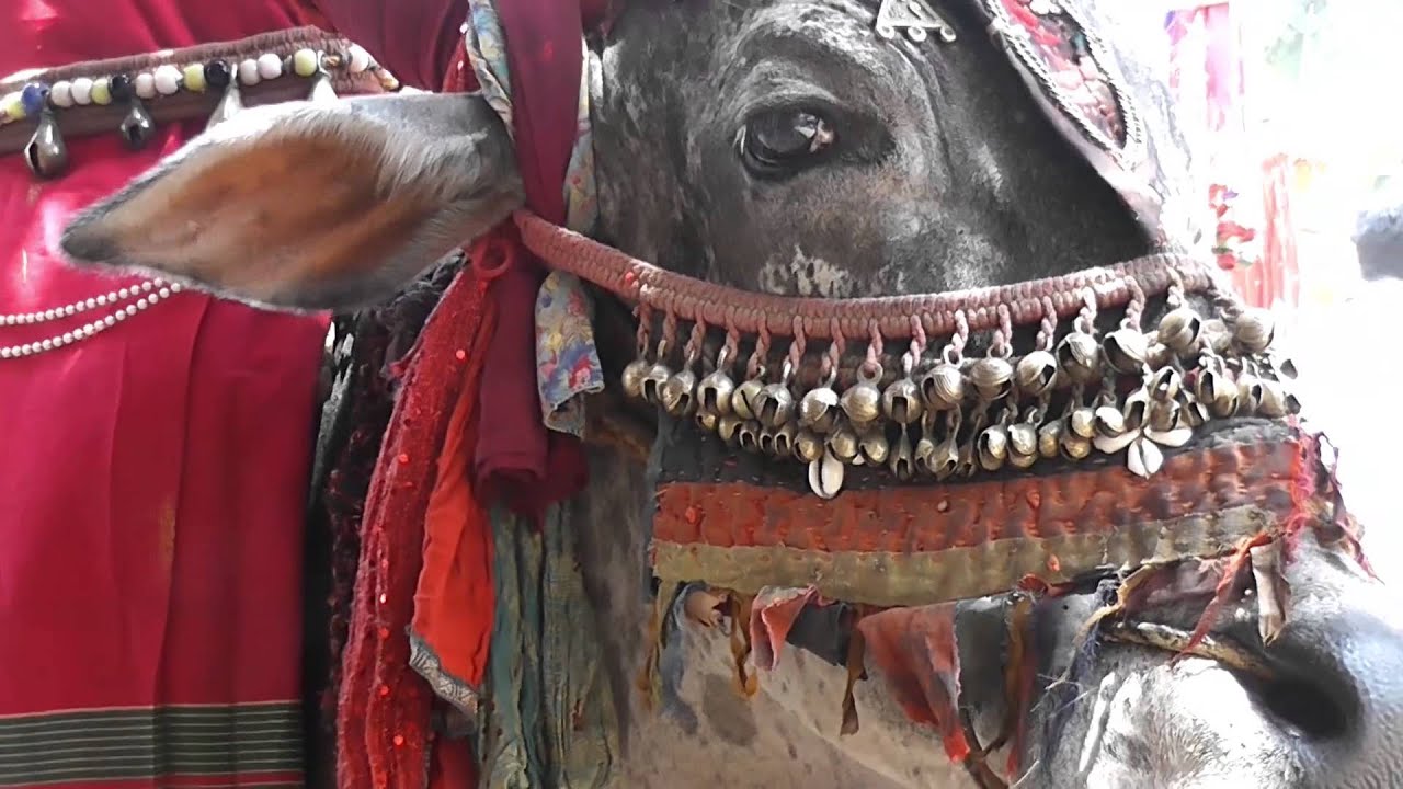 India - Goa / Anjuna Hippie Market