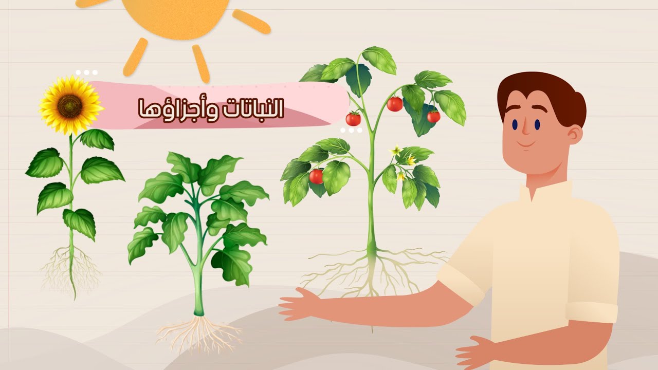 النباتات وأجزائها- علوم - الصف الأول الابتدائي - الفصل الدراسي الأول