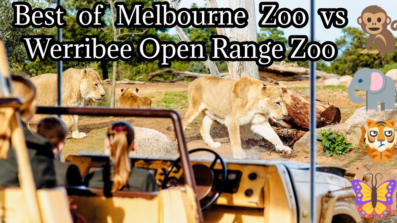 Melbourne Zoo vs Werribee Zoo Honest Winner? | Is this Australia or Africa? | Raining animals 🐘🦁🐅🦧🦒🐒