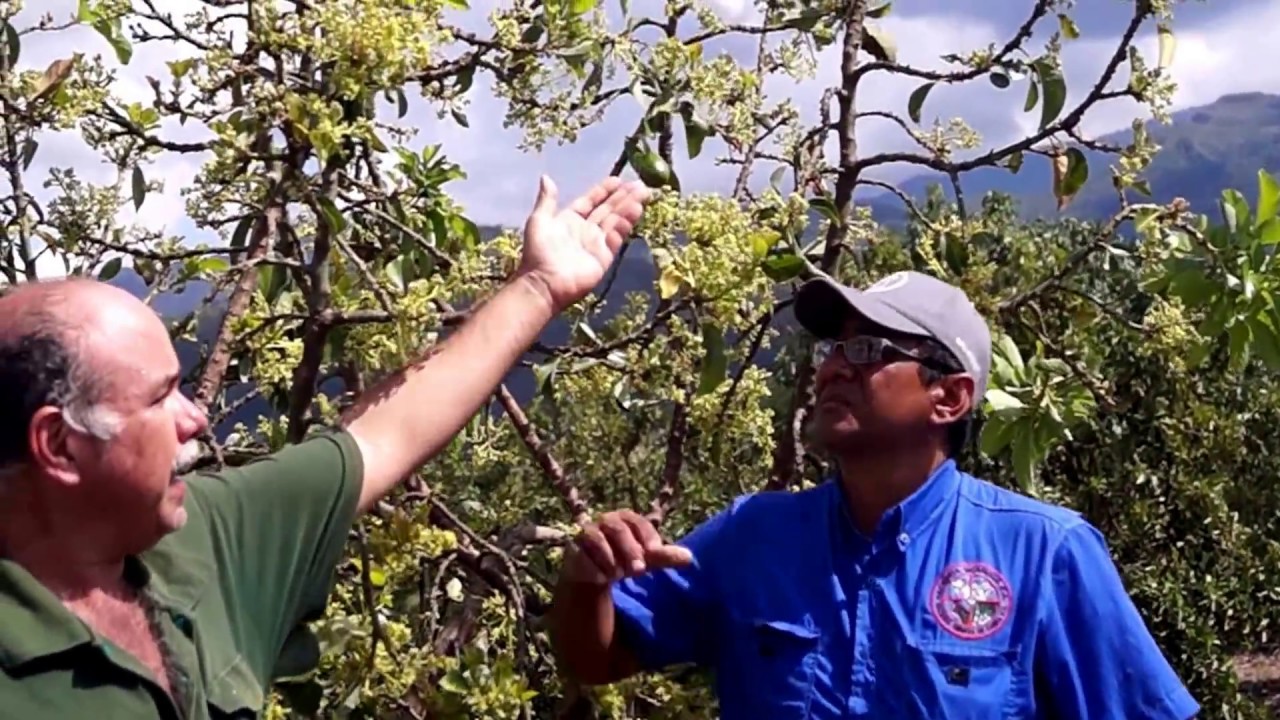 El estrés también hace florear al aguacatero