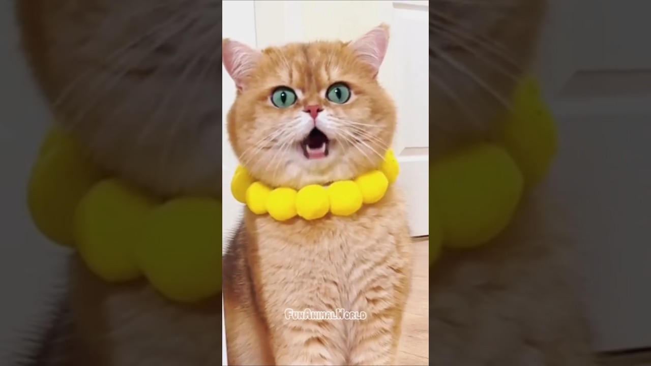 Забавный жёлтый кот + радостное мяуканье = мгновенный смех! 😹