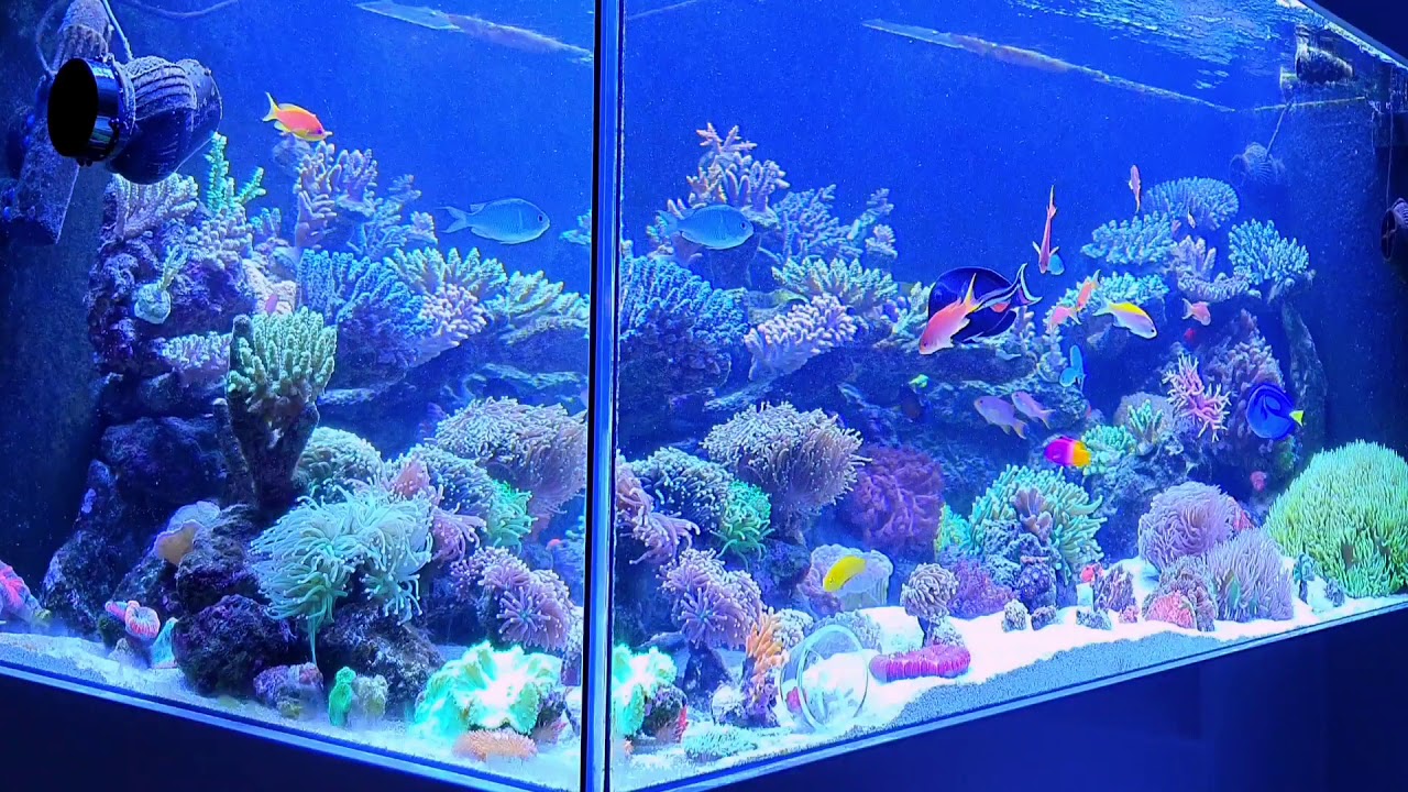 Akwarium morskie 1000l Karmienie koralowców fakty i mity Reef tank 250 gal