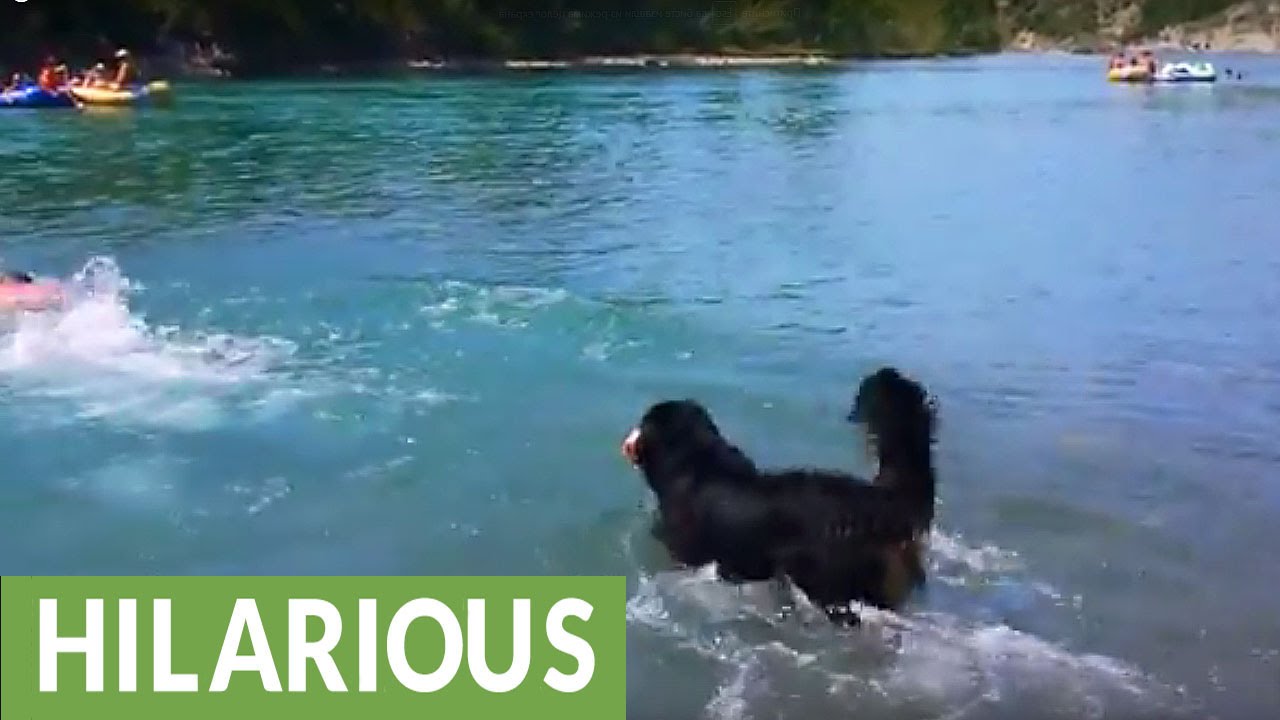 Dog demonstrates hilariously unique method of swimming