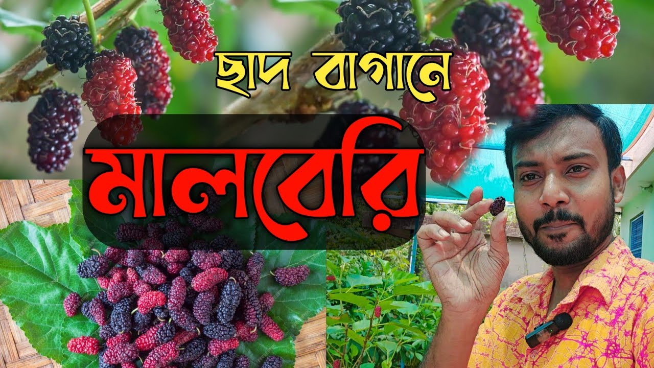ছাদবাগানে মালবেরি Mulberry