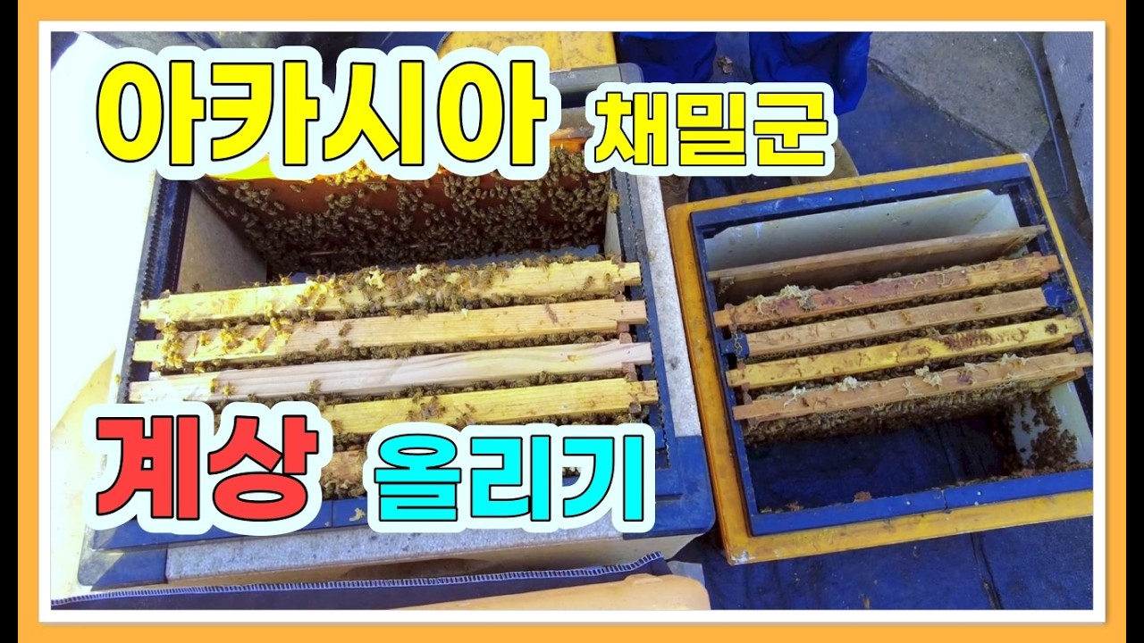 아카시아 채밀군 계상 올리기/ 꿀 많이 뜨려고 이렇게 합니다
